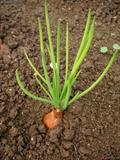 shallot 